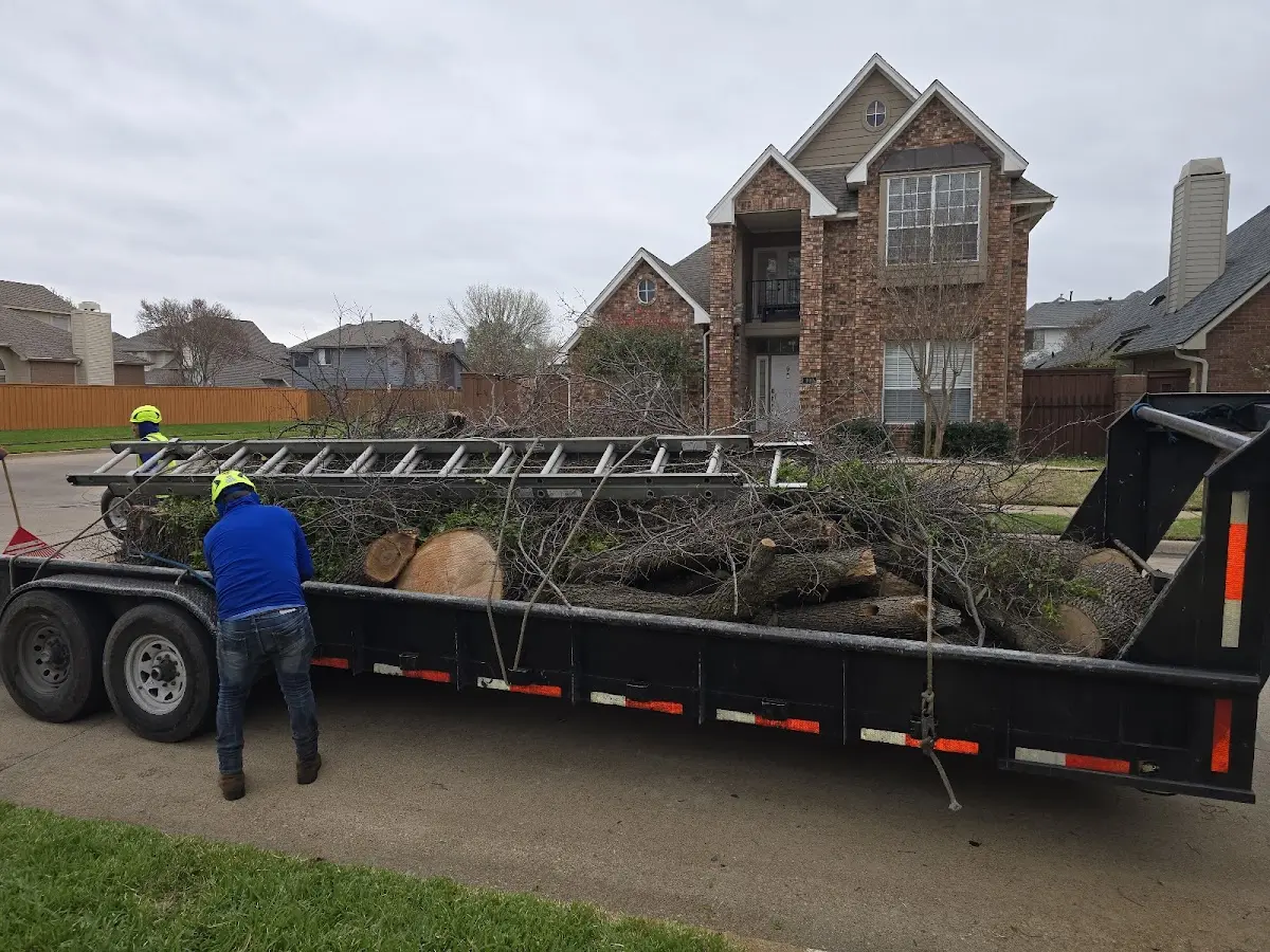 Expert Tree Pest Control with proper safety equipment in Crown King